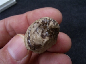 Coprolith aus Messel