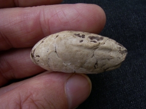 Coprolith aus Messel