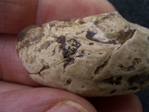 Coprolith aus Messel