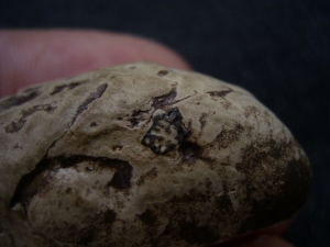 Coprolith aus Messel