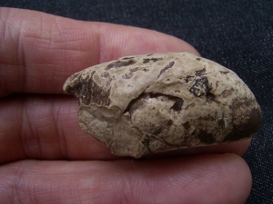 Coprolith aus Messel