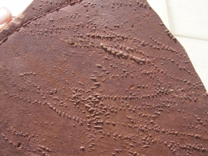 Arthropoden Fährten, Buntsandstein