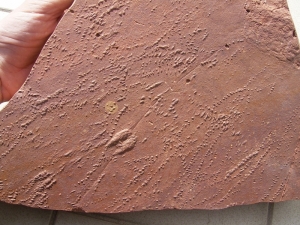 Arthropoden Fährten, Buntsandstein
