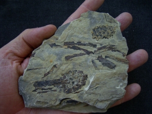 Triassic inflorescense slab # 5