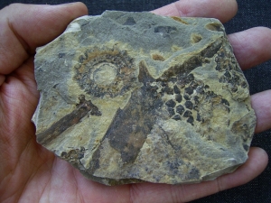 Triassic inflorescense slab # 2