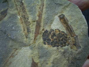 Blütenstand aus dem Keuper # 3