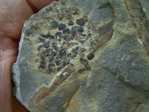 Blütenstand aus dem Keuper # 3