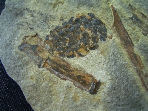 Blütenstand aus dem Keuper # 3