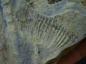 Blütenstand aus dem Keuper # 4