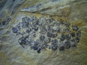 Blütenstand aus dem Keuper # 4