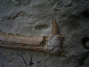 Nothosaurus Kiefer mit Zahn