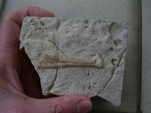 Nothosaurus Kiefer mit Zahn