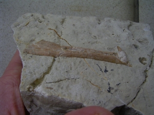 Nothosaurus Kiefer mit Zahn