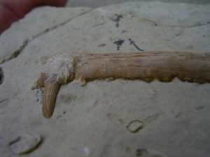 Nothosaurus Kiefer mit Zahn