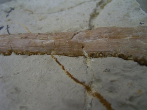 Nothosaurus Kiefer mit Zahn