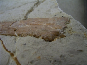 Nothosaurus Kiefer mit Zahn