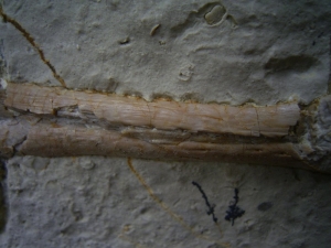 Nothosaurus Kiefer mit Zahn