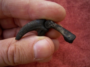 Eagle claw and footbone, Rancho La Brea tar pits