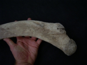 Mammut Rippe aus Deutschland