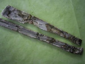 Flying reptile wing bone