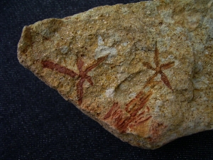 Seesterne aus dem Silur von Australien