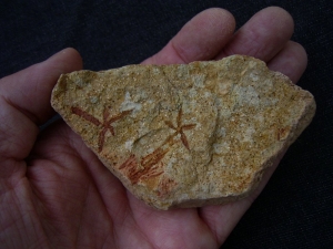 Seesterne aus dem Silur von Australien