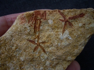 Seesterne aus dem Silur von Australien