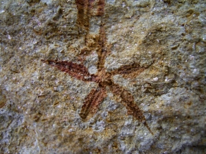 Seesterne aus dem Silur von Australien
