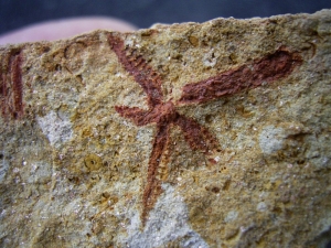 Seesterne aus dem Silur von Australien