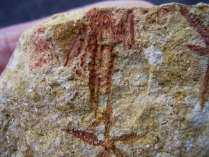 Seesterne aus dem Silur von Australien