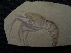 Aeger elegans aus Solnhofen