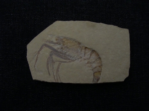 Aeger elegans aus Solnhofen