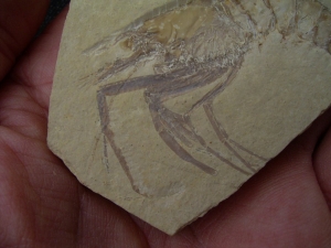 Aeger elegans aus Solnhofen