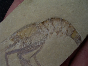 Aeger elegans aus Solnhofen