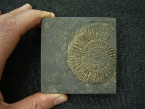 Dactyloceras in Geschenkbox