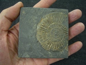 Dactyloceras in Geschenkbox