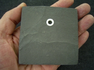 Dactyloceras in Geschenkbox