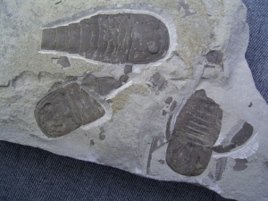 Eurypteriden-Platte