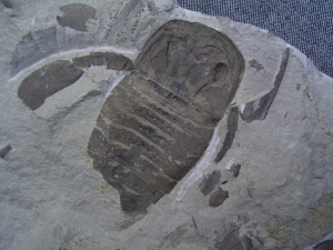 Eurypteriden-Platte