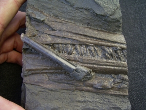 Ichthyosaurus Schnauze