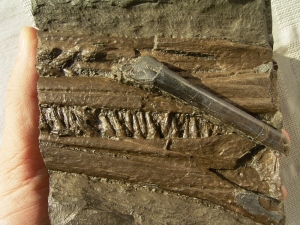 Ichthyosaurus Schnauze