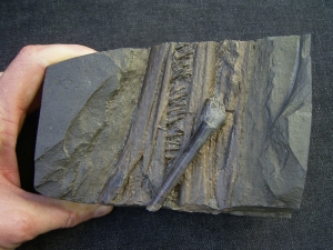 Ichthyosaurus Schnauze