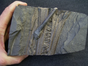 Ichthyosaurus Schnauze