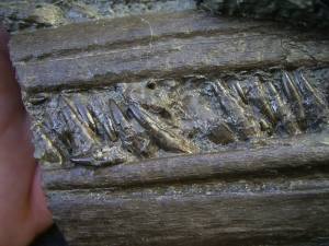 Ichthyosaurus Schnauze