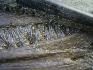 Ichthyosaurus Schnauze