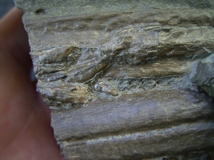 Ichthyosaurus Schnauze