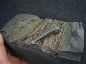 Ichthyosaurus Schnauze