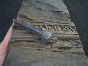 Ichthyosaurus Schnauze