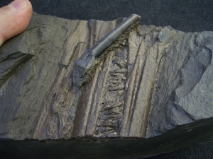 Ichthyosaurus Schnauze