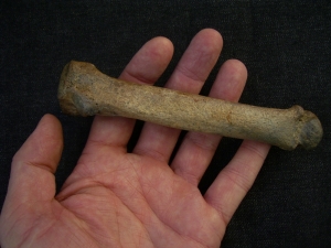 Höhlen Löwe Fingerknochen